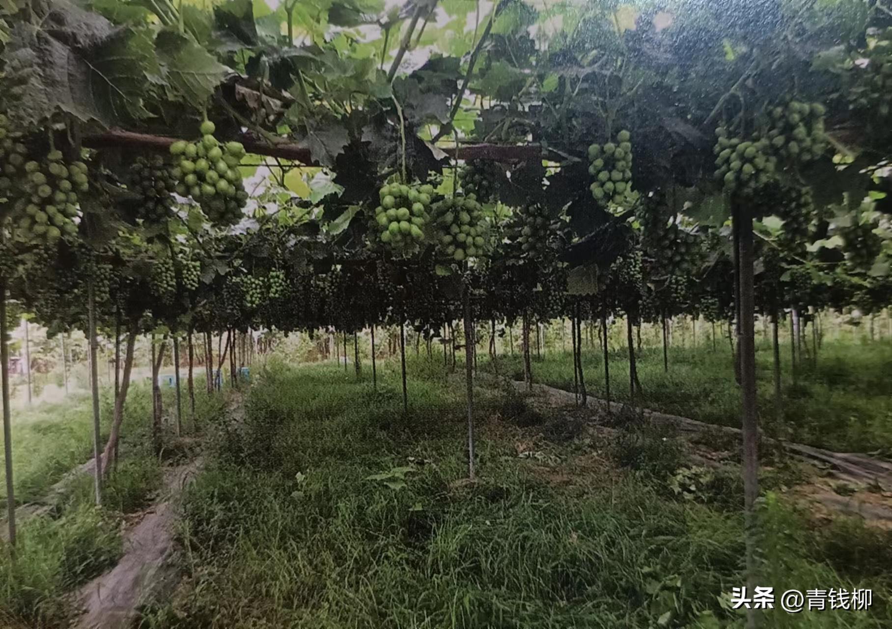 阳光玫瑰葡萄种植土处理,种阳光玫瑰葡萄怎样改良土壤