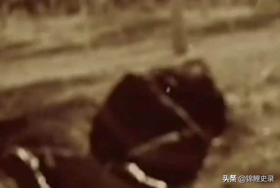 云南男子口臭骇人医生检查惊呼,云南男子口臭传奇故事