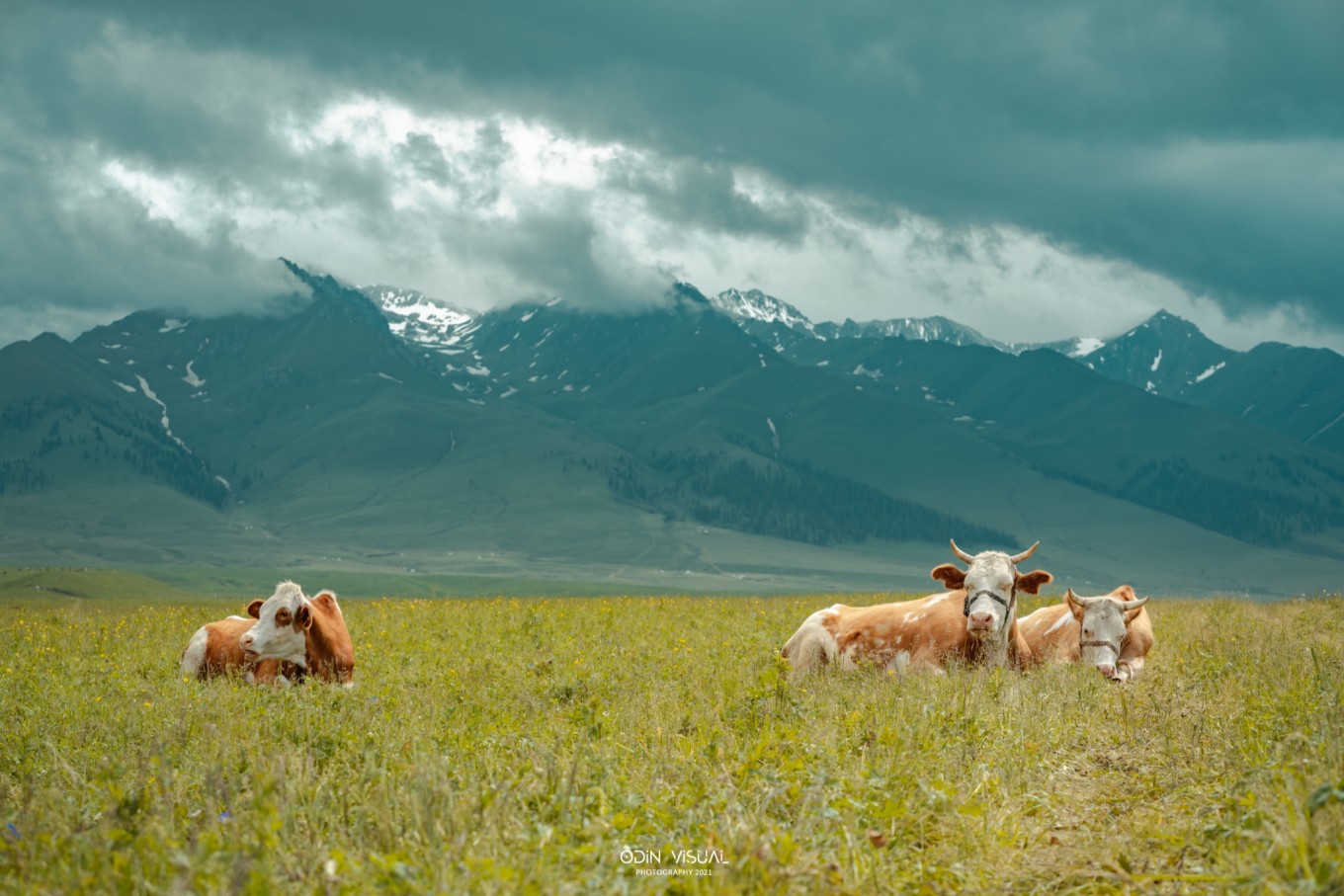 新疆伊犁之美,走了一圈才发现世界万物远不及你