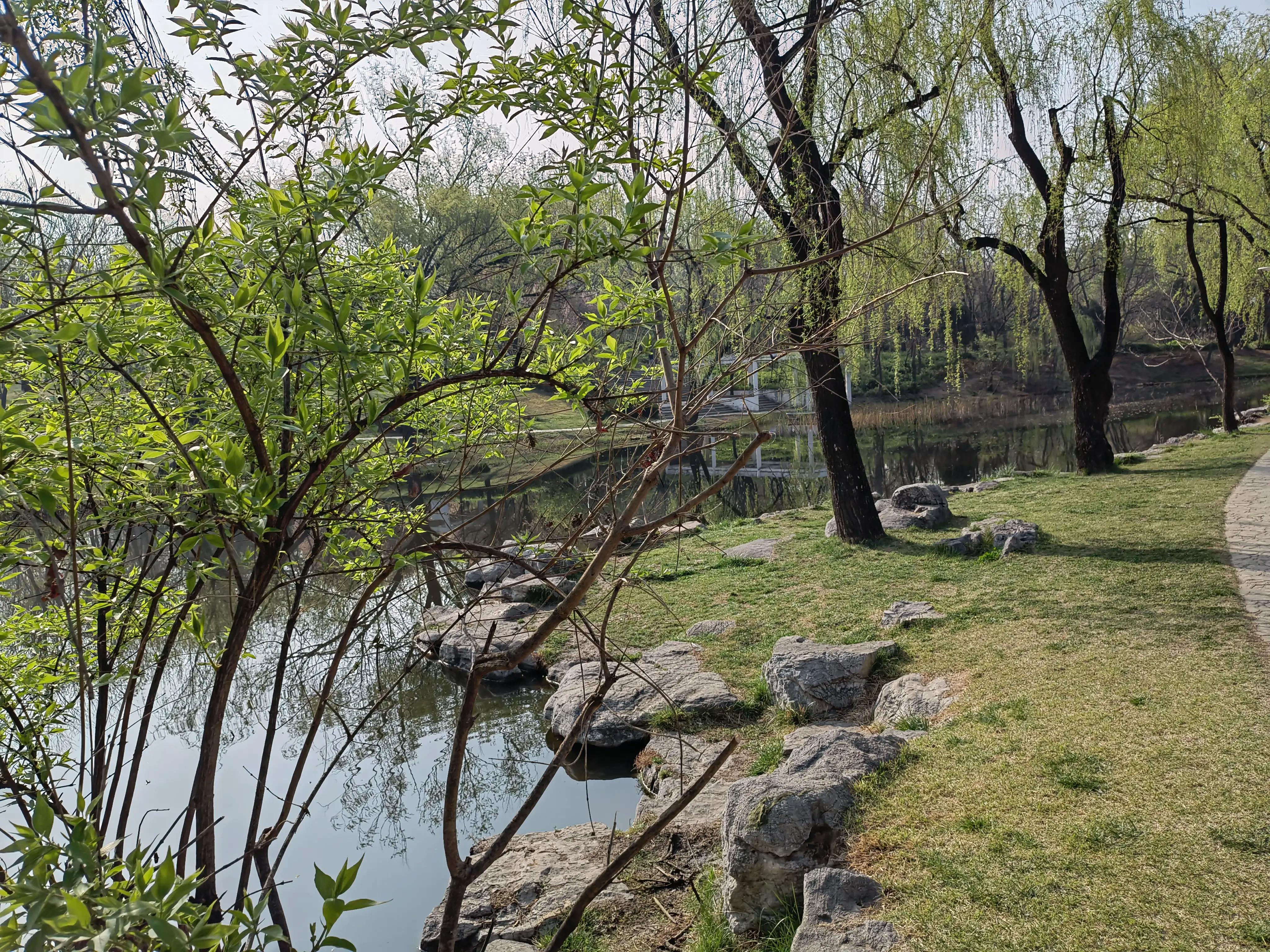 杨柳依依七律诗词,杨柳依依的七律诗