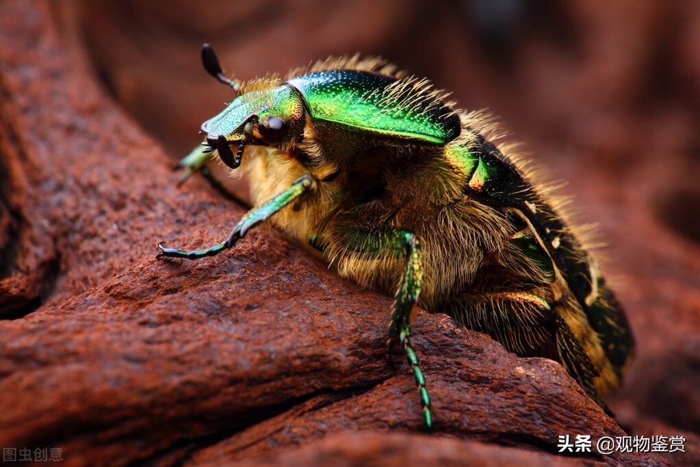 金龟子吃什么虫子,金龟子最佳防治方法