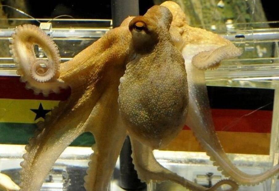 世界杯预言懂球帝,章鱼保罗怎么预言世界杯