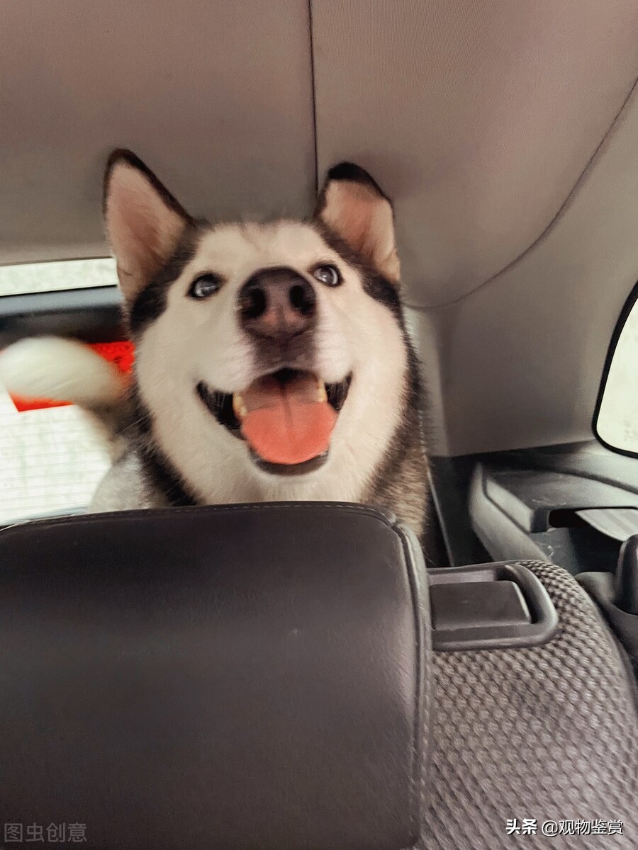 在外地宠物怎么带回家,外地买的宠物狗怎么带回家