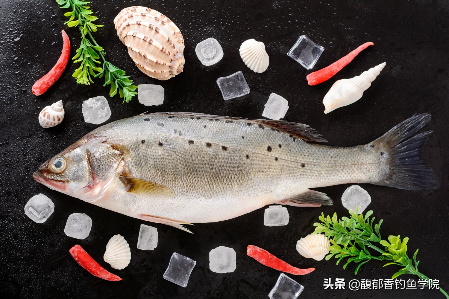 11月海鲈鱼怎么钓,九月钓淡水鲈鱼最佳时间