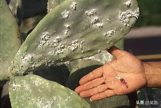 女生的口红竟然是虫子做的,美女口红里有虫子