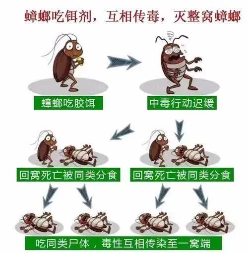 蟑螂怎么消灭最彻底最好的方法,蟑螂怎么正确消灭最彻底最有效