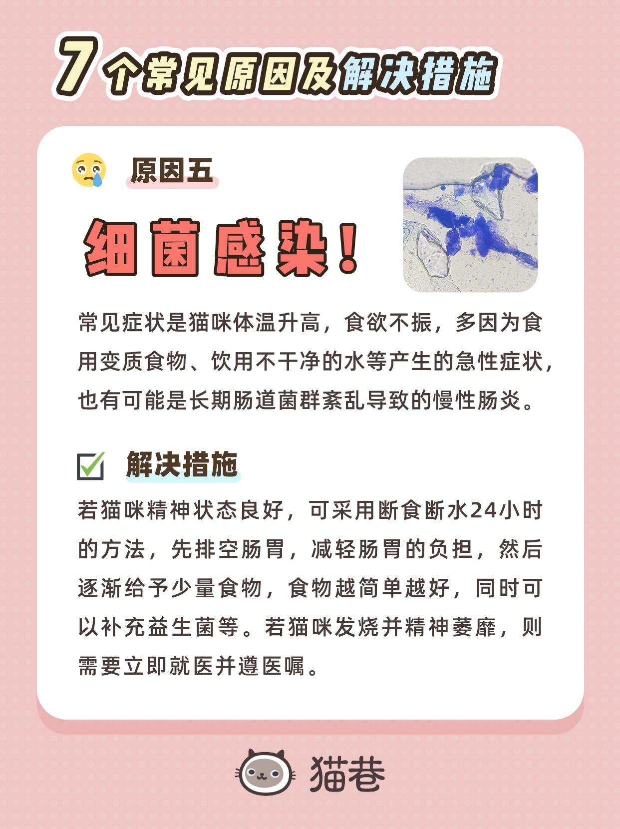 幼猫拉稀的解决办法是什么,幼猫拉稀一般什么原因