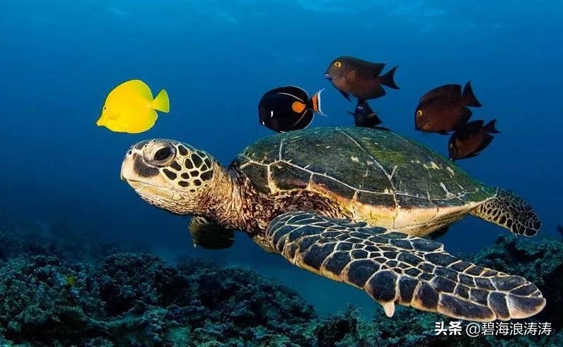 股票入门基础知识字母含义,关于股票的所有名词术语