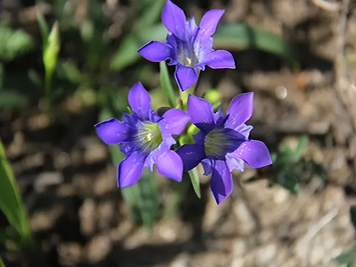 150种常见药用植物大全,150余种常见药用植物花期组图