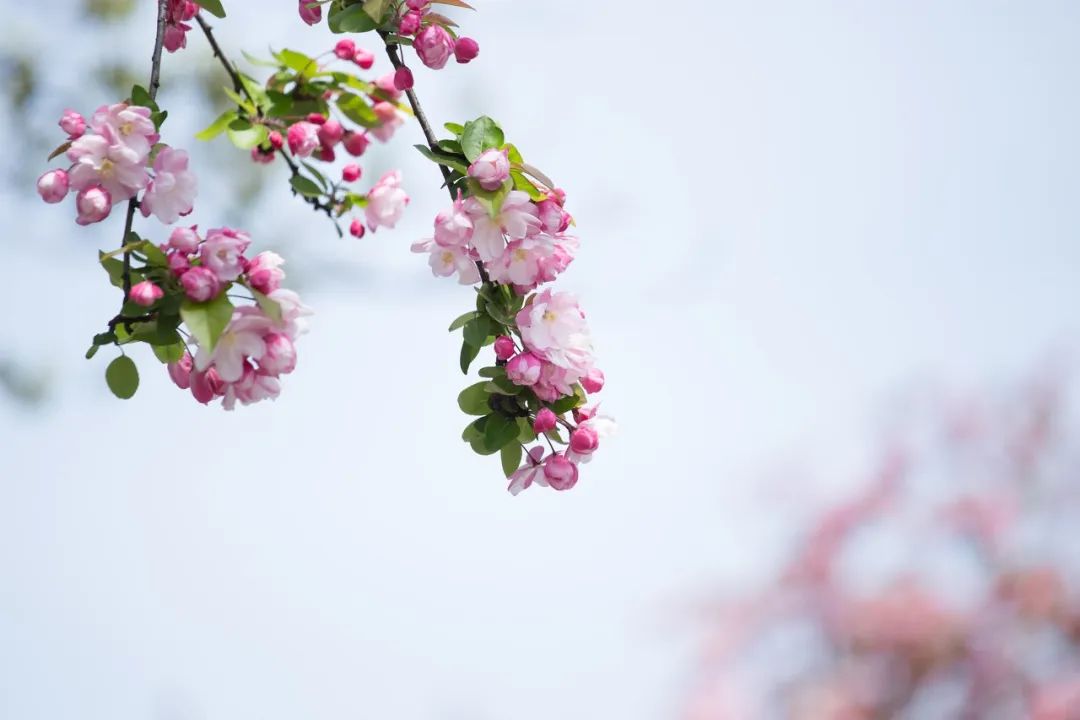 疫情快过去吧，我不想错过这座海滨老城的春天