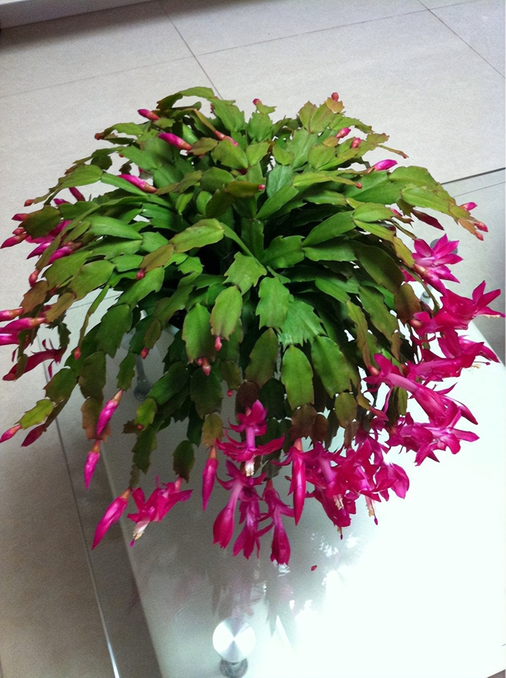 促花用花多多好还是磷酸二氢钾好,磷酸二氢钾正确的促花方法