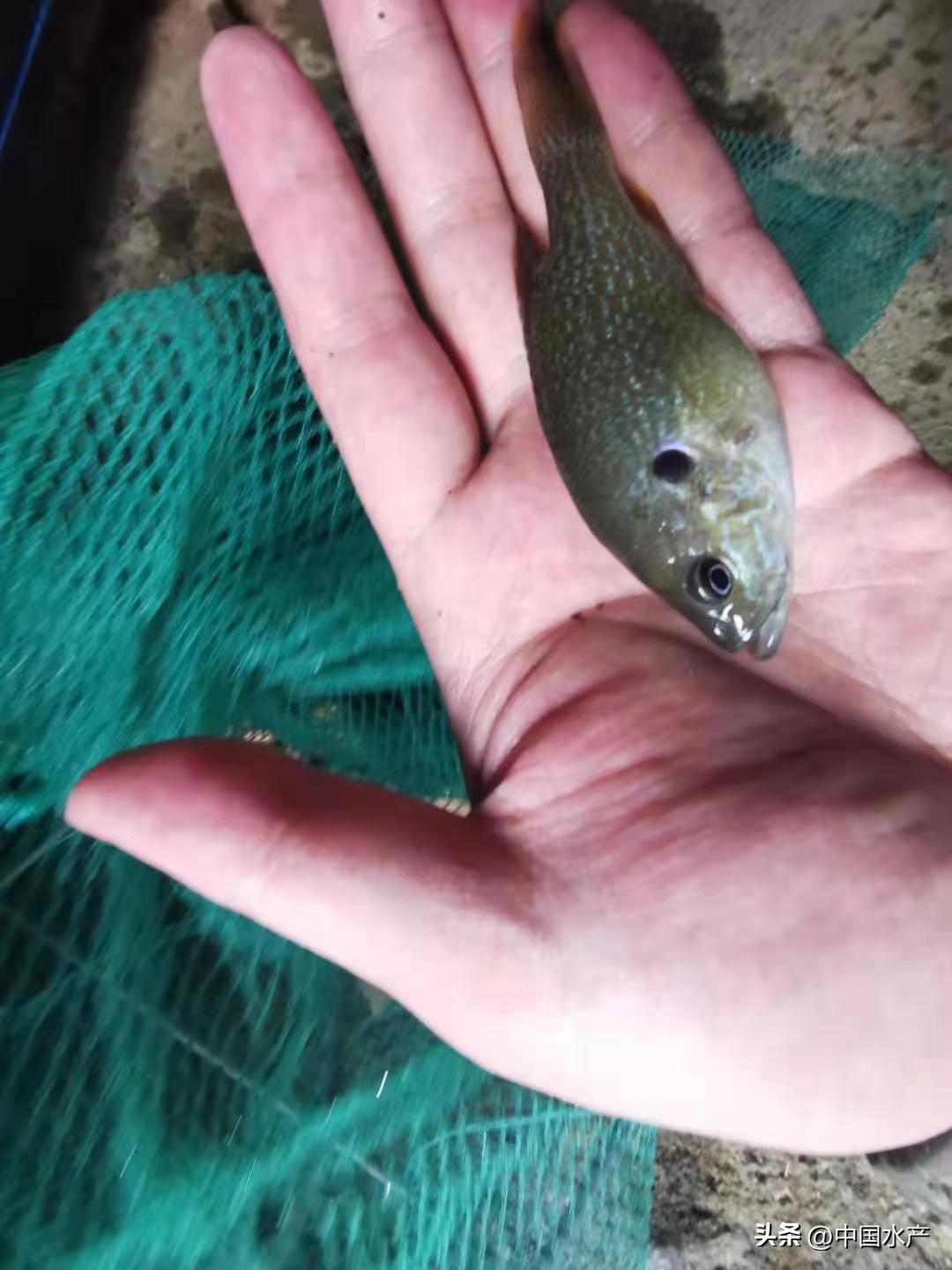 水生外来物种入侵防控工作方案,水生动物防疫