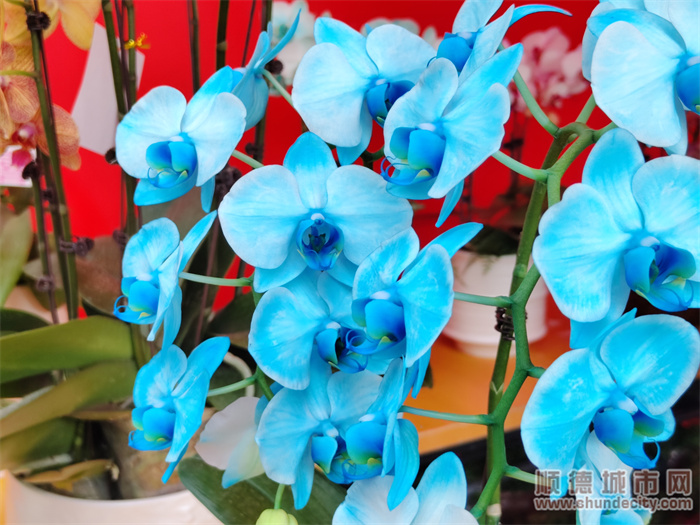 逛花街视频,逛花街的视频