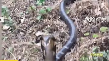 男子夜晚开车惊见巨蟒挡道,两男子路上遇到眼镜王蛇