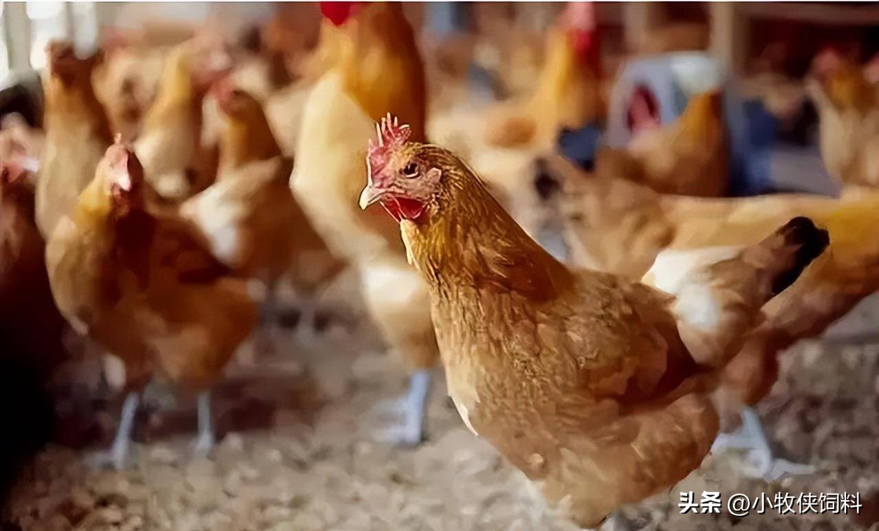 鸡气囊炎症状和治疗方法,鸡气囊炎治疗最佳药物有哪些