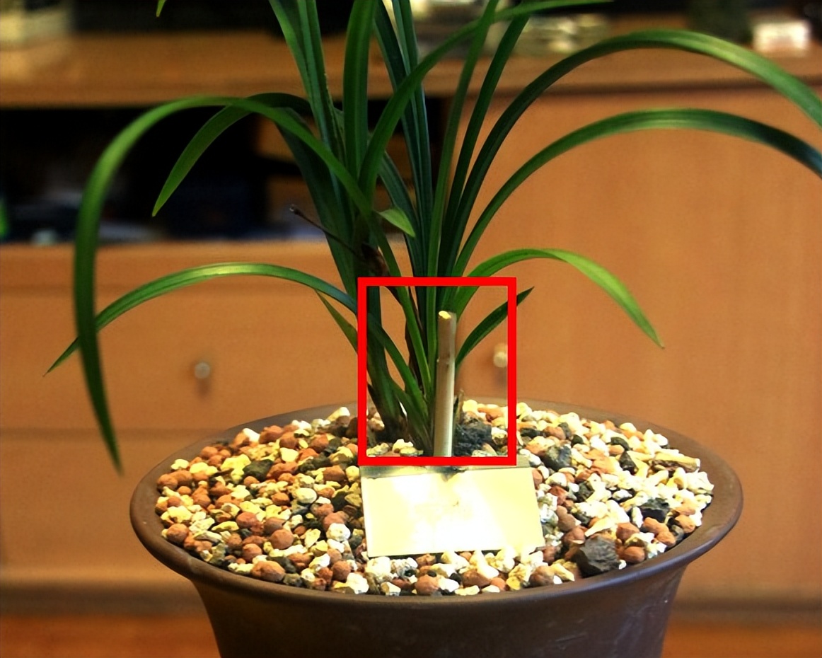 旧筷子可别当垃圾扔了,养花小技巧旧筷子再利用