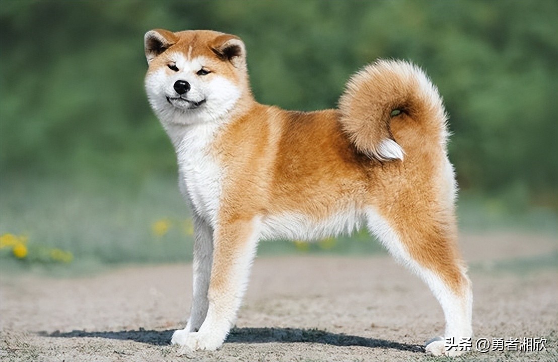 100种常见的宠物狗,常见的宠物狗种类图片和名称