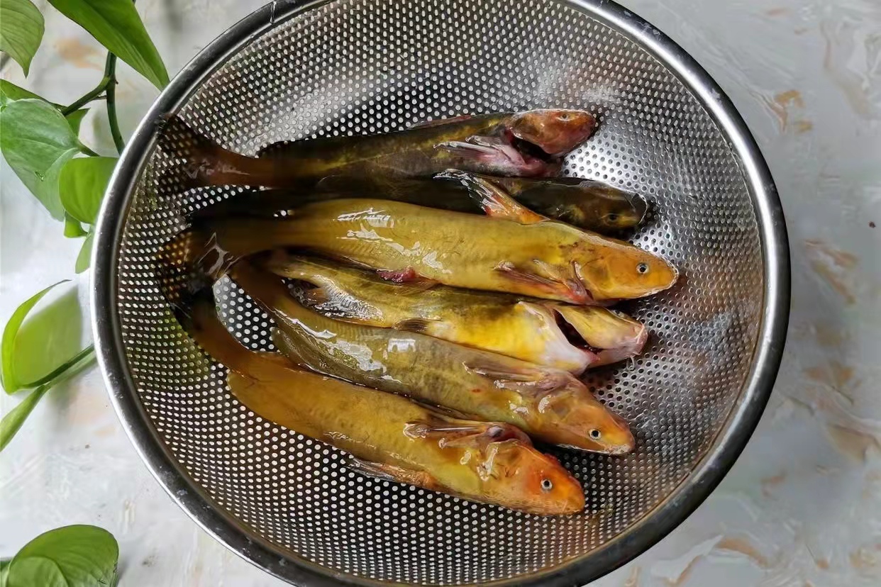 黑龙江鱼类大全名称,黑龙江十大出名鱼排名