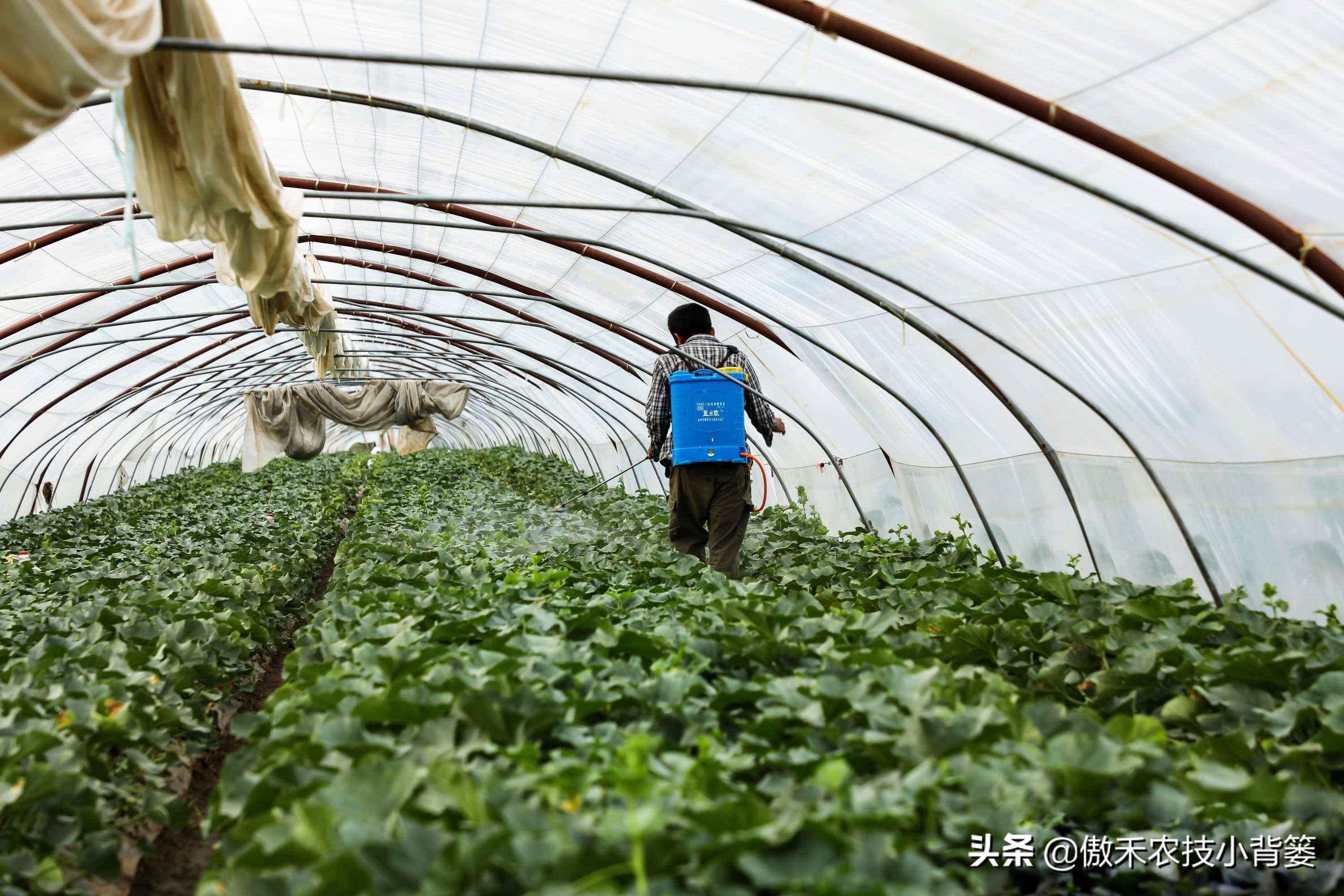 白酒能治瓜果蔬菜虫的方法,瓜果开始结果就有虫咬怎么办