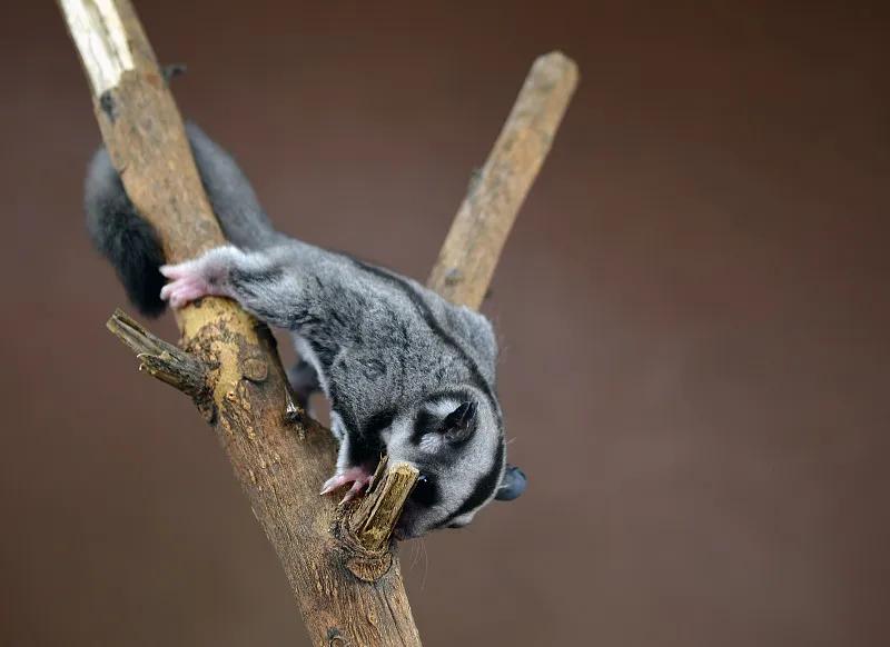 什么宠物对纯素食者最好,好养且可以食用的宠物有哪些
