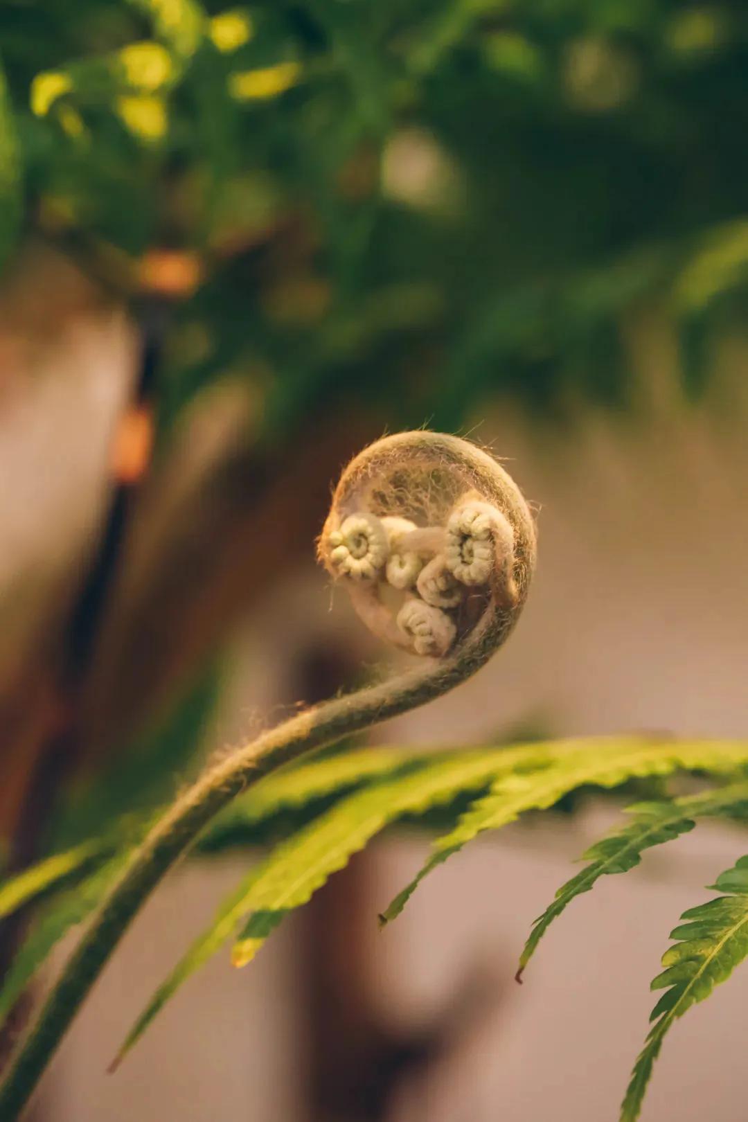 皂角米桃胶雪燕都是什么成分,雪燕桃胶皂角米组合测评