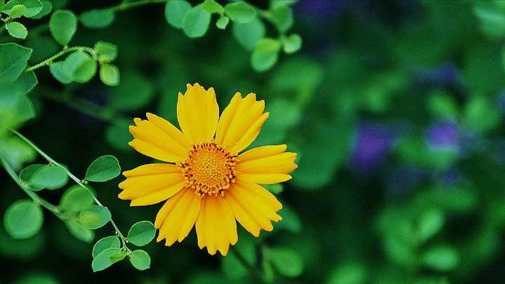 宋朝七言绝句大全,晴日暖风绿阴幽草胜花时什么意思