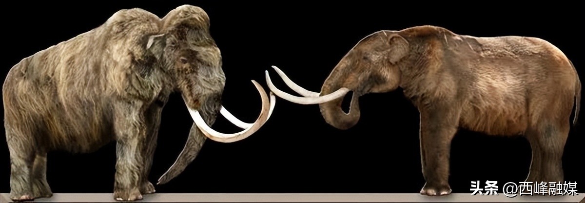 为什么杀死大象才能取象牙,为什么要杀大象拿象牙