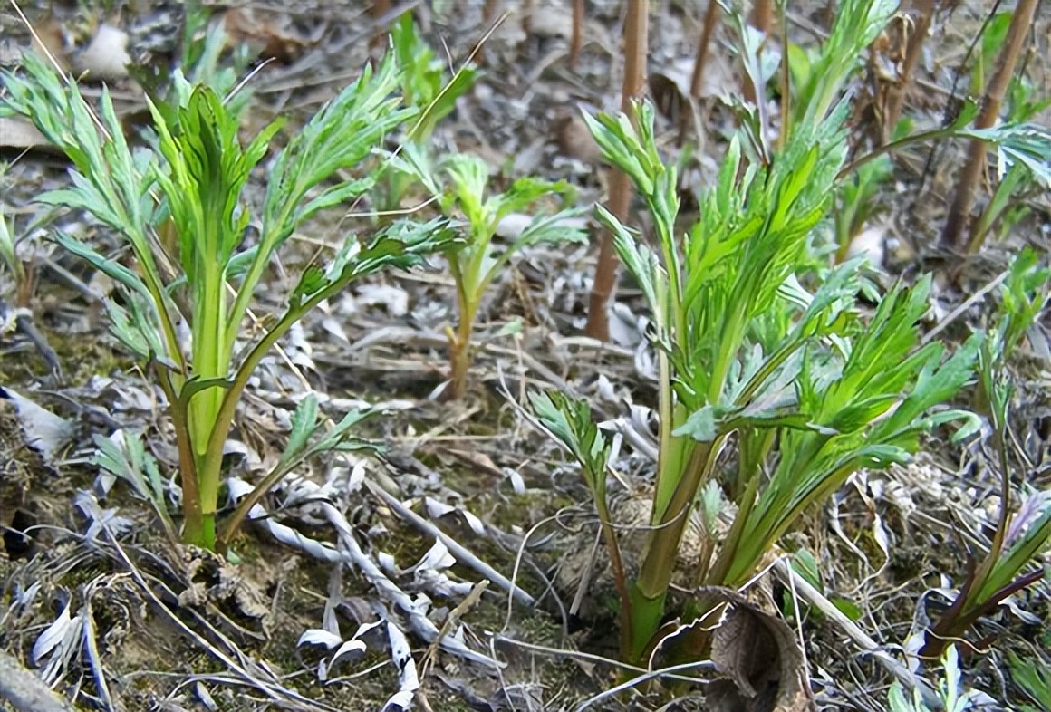 春天挖野菜图片大全,最全野菜图集63种野菜大图鉴