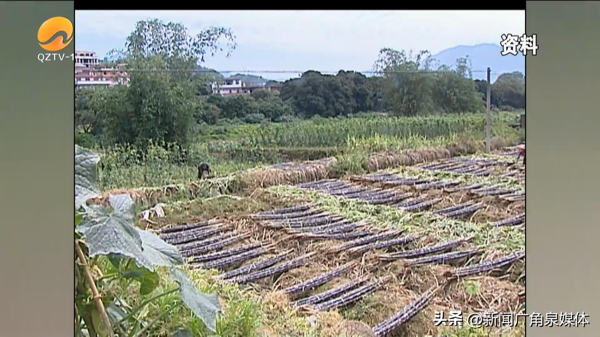 清明甘蔗毒过蛇是什么意思,清明红心甘蔗毒如蛇