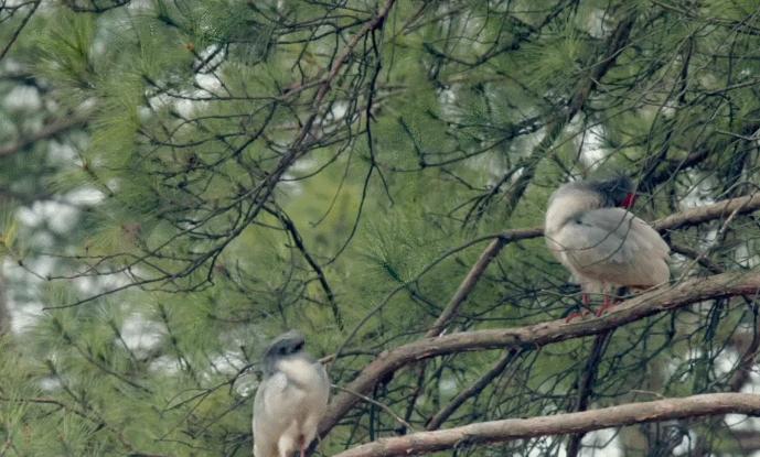 东方宝石朱鹮灭绝了吗,东方宝石朱鹮吃什么