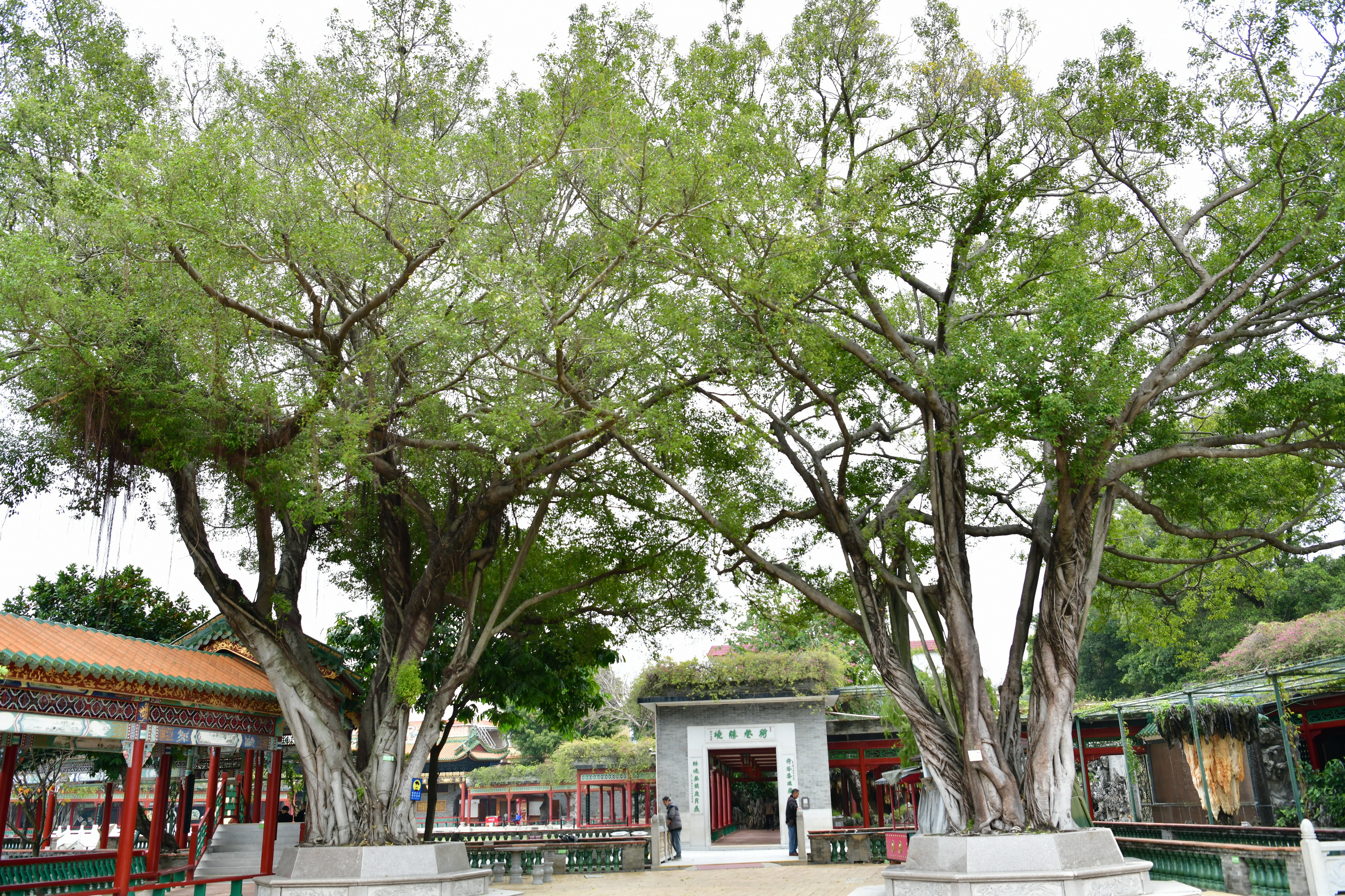 广州市番禺区宝墨园攻略,广州宝墨园景观