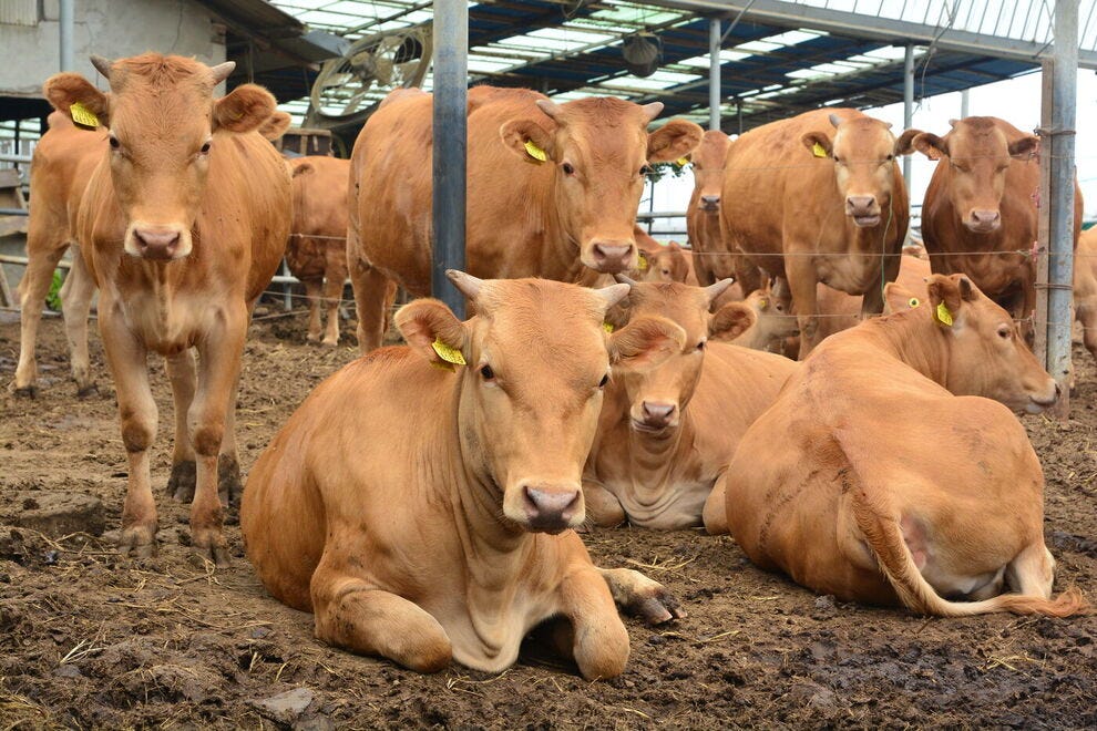 日本和牛好不好吃,日本和牛等级性价比最高