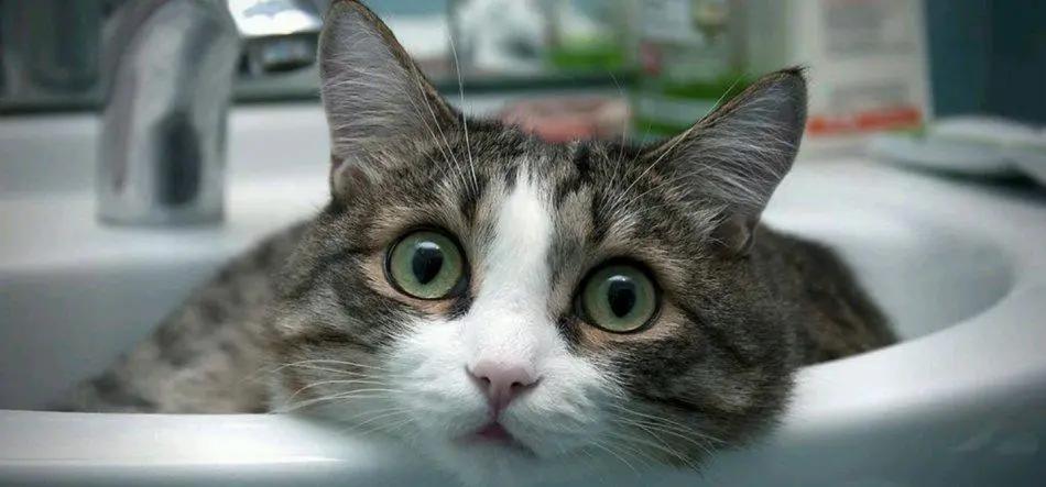 猫咪肉垫干裂严重涂什么,猫咪的肉垫需要护理吗