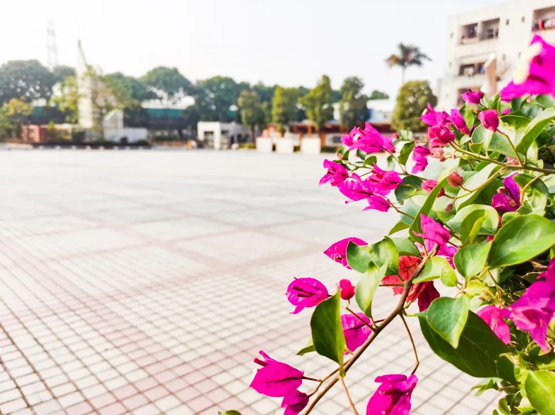 东莞四海学校招生简章,东莞2024石碣四海学校排名怎么样