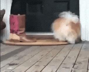 幼犬啃脚趾,幼犬咬手咬脚行为纠正方法