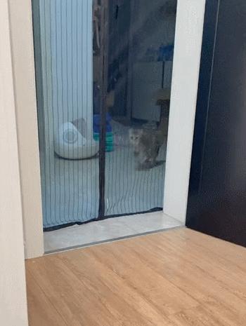 养猫有什么办法驱蚊子,养猫不可以用蚊香怎么驱蚊