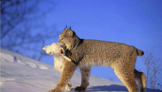 蜜獾平头哥它的天敌是谁,蜜獾平头哥最大的天敌
