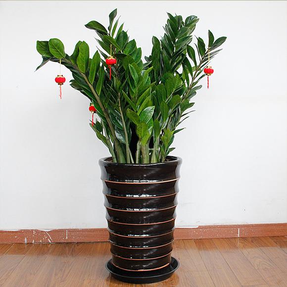 治愈系盆栽绿植推荐,室内小型绿植花卉推荐品种