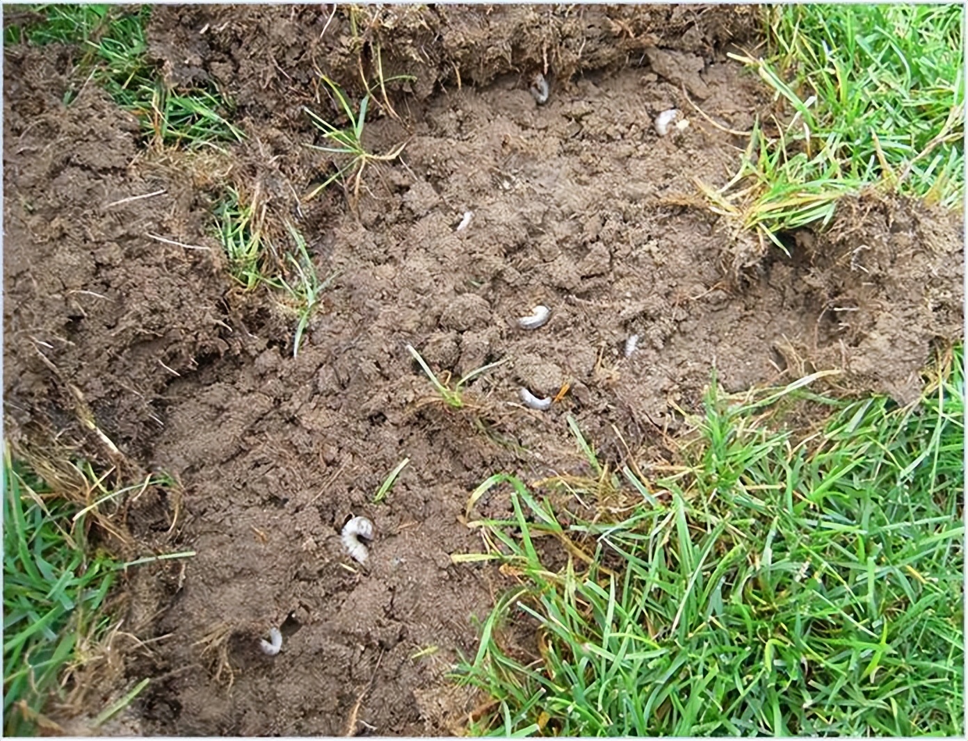 详解草坪正确栽培技术,夏季草坪