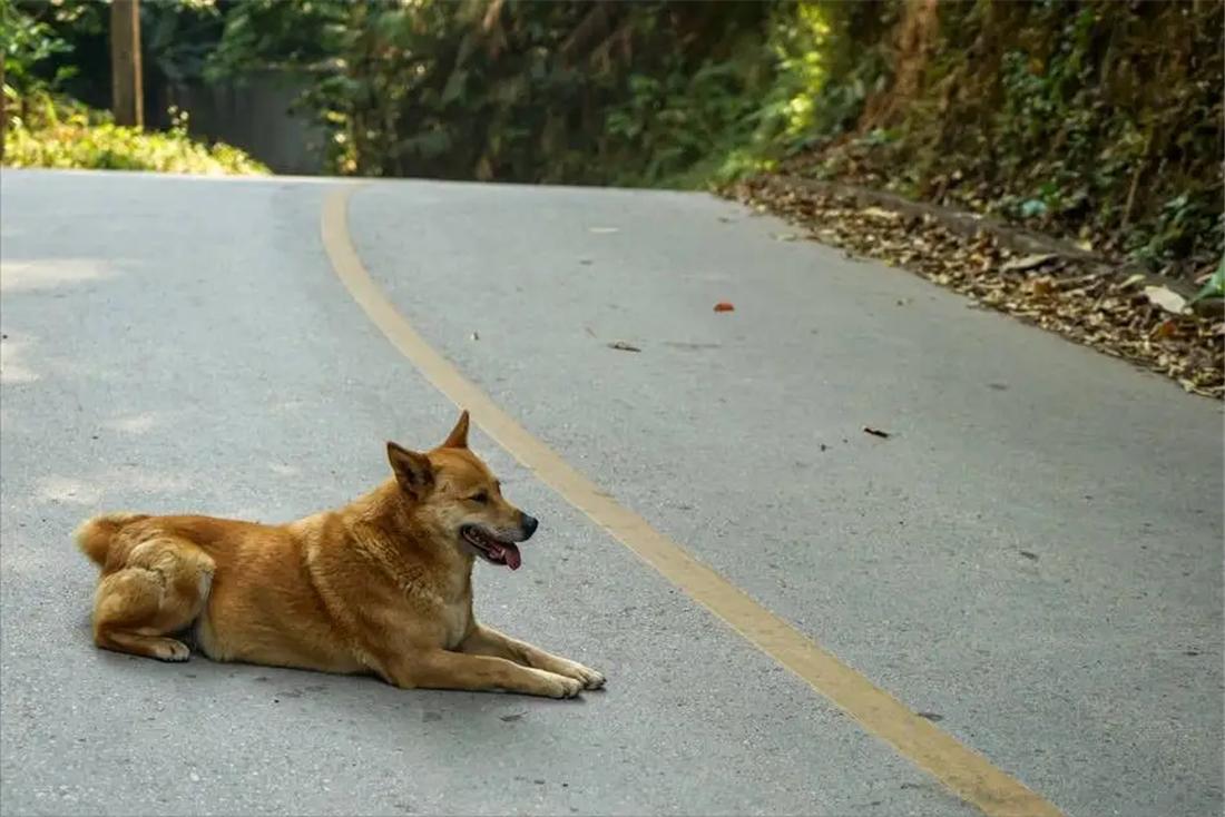 土狗追几十里找主人,土狗自驾川藏线上