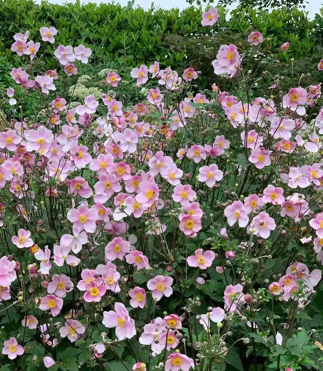适合在路边种的野花,那些路边不起眼的花儿