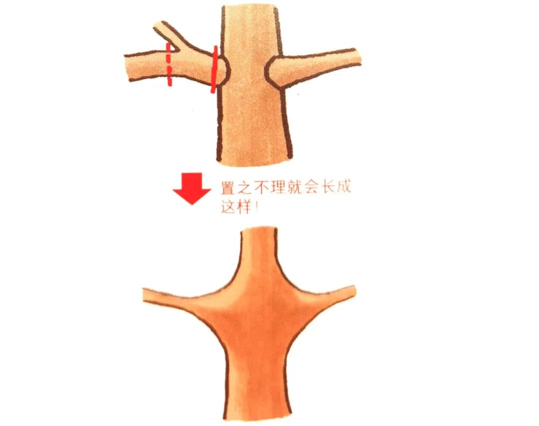 榆树盆景鸡爪枝修剪,映山红盆景花后怎样修剪枝