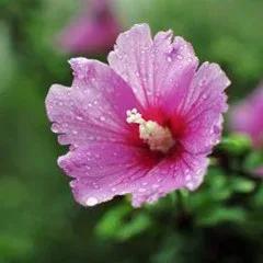 无穷花为什么叫木槿花,木槿花又叫扶桑花吗