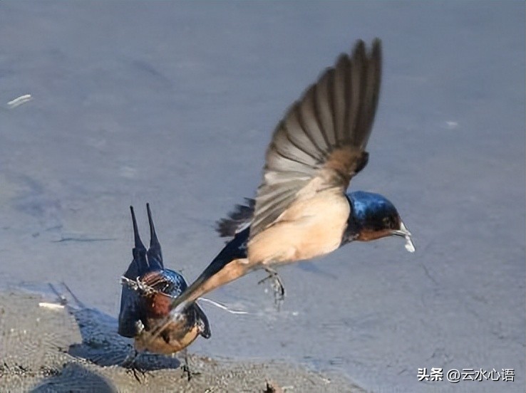 关于燕子的古诗旧时王谢堂前燕,与燕子有关的古诗词名句