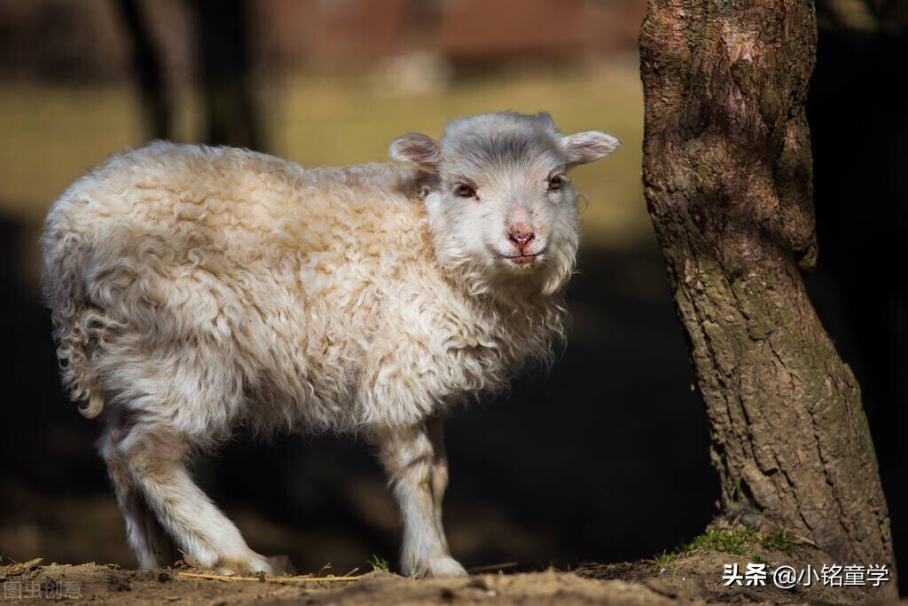 棉麻丝毛哪个面料最娇嫩,棉麻面料的洗护