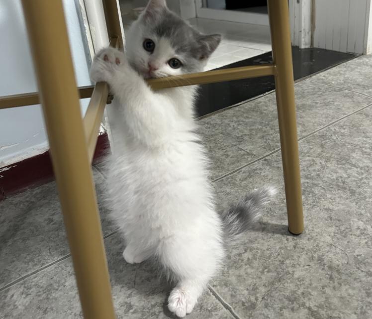 宠物鱼油哪一款比较好,宠物鱼油怎么选才是正确的