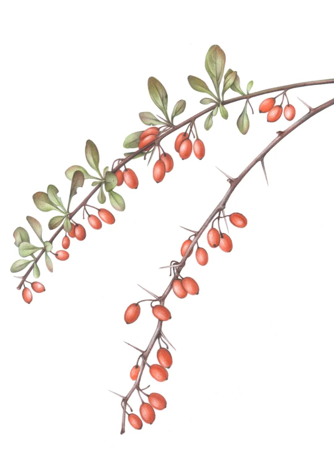 大雪节气到，乌鸦喜鹊抢果吃！柿子：我没惹你们任何鸟