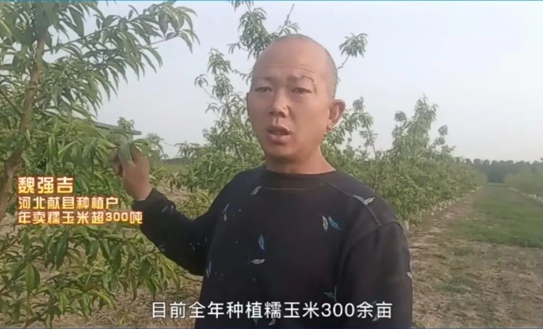 我河北沧州人，从网络安防转行种300亩糯玉米，年销售300吨农产品