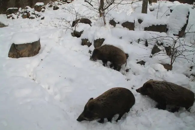 野猪冬天为什么上最高山头过冬,东北冬天的野猪喜欢在什么地方