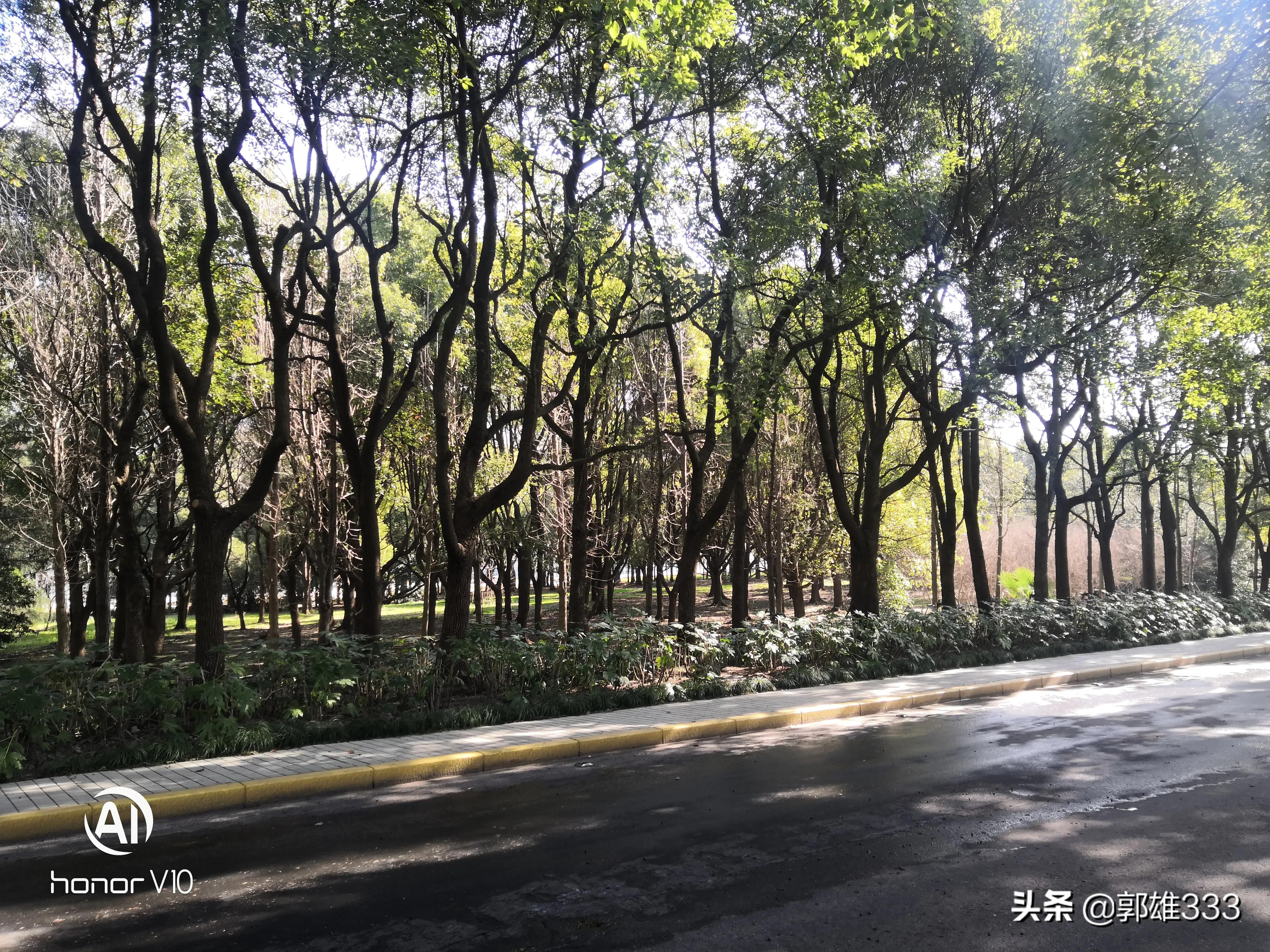 能否让行道树与路名相匹配？